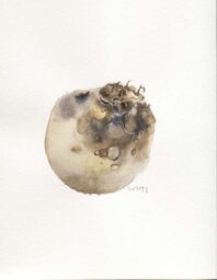 inured